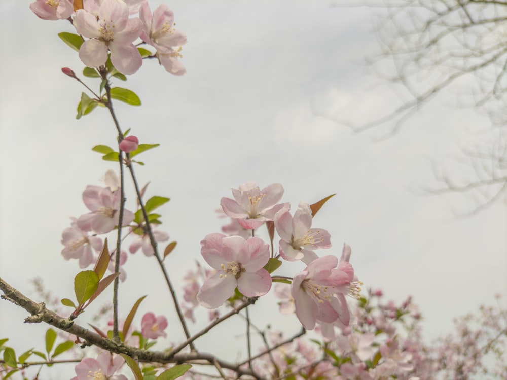 a tree with lots of pink flowers on it