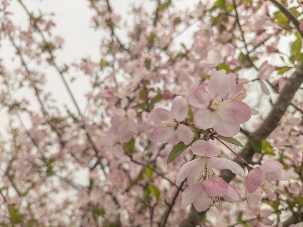 a tree with lots of pink flowers on it