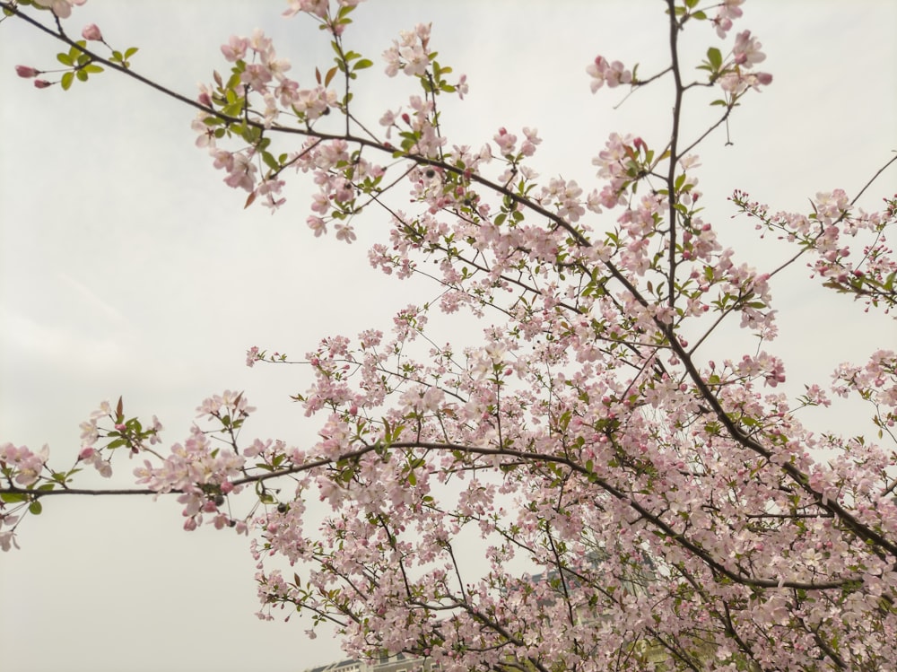 a tree with lots of pink flowers on it