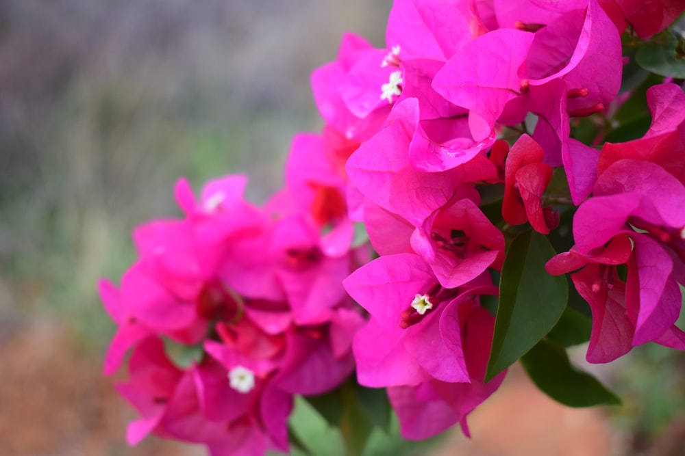 a close up of a bunch of pink flowers