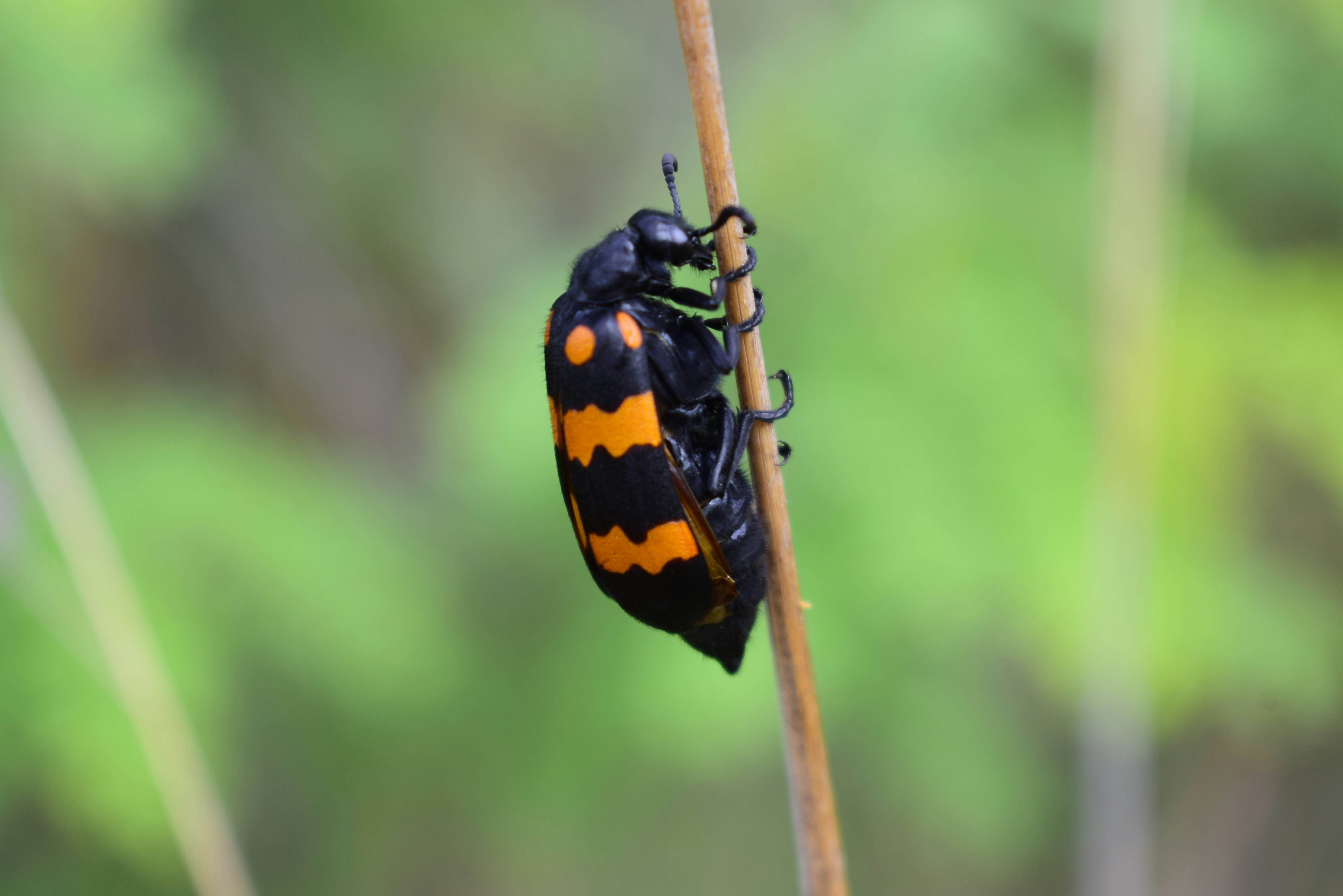 Photo by shutters_flutter