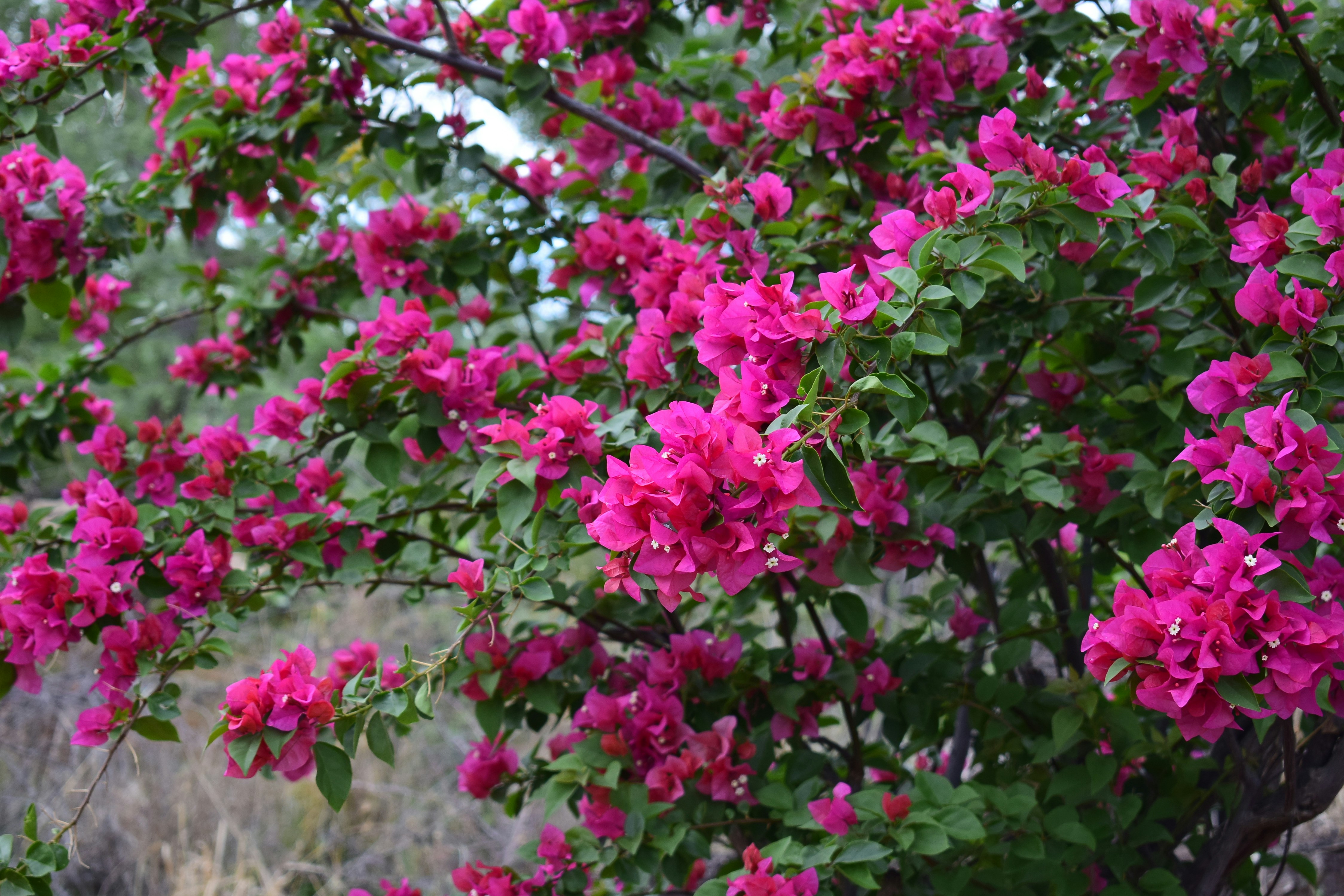 Photo by shutters_flutter