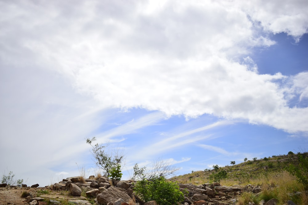 a rocky hillside with a few trees and bushes