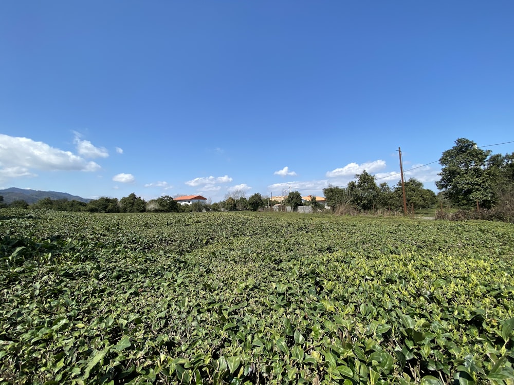 a large field with a house in the distance