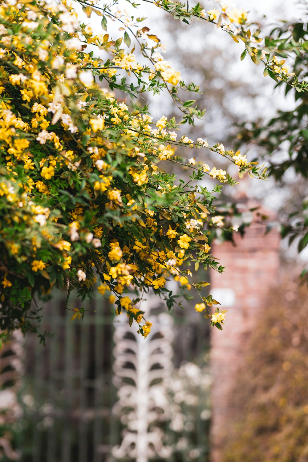 a tree with yellow flowers in front of a building