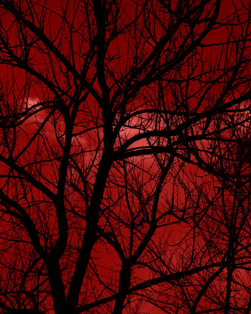 a tree with no leaves in front of a red sky