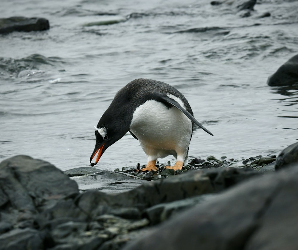 a penguin is standing on some rocks by the water