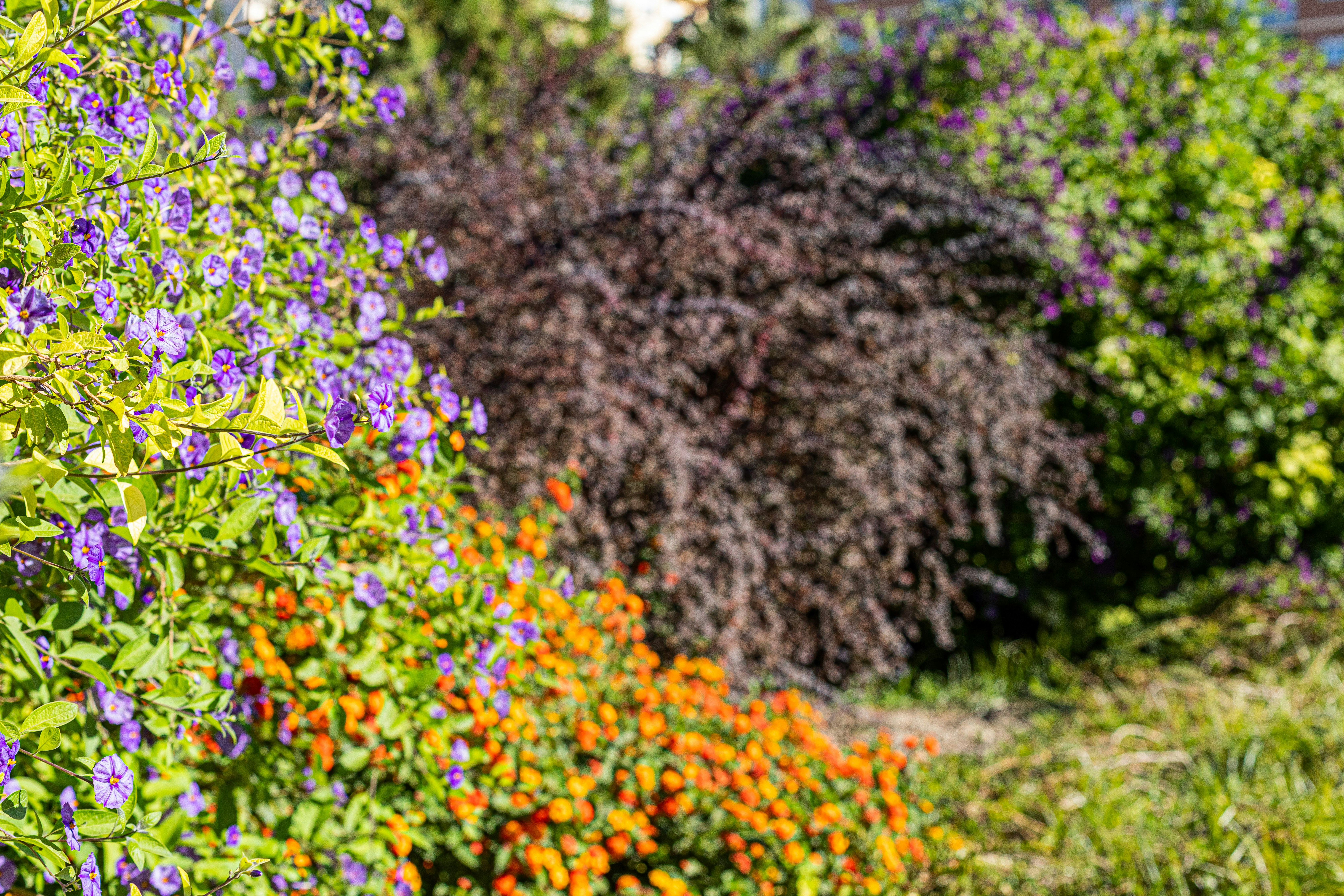 a garden filled with lots of purple and orange flowers