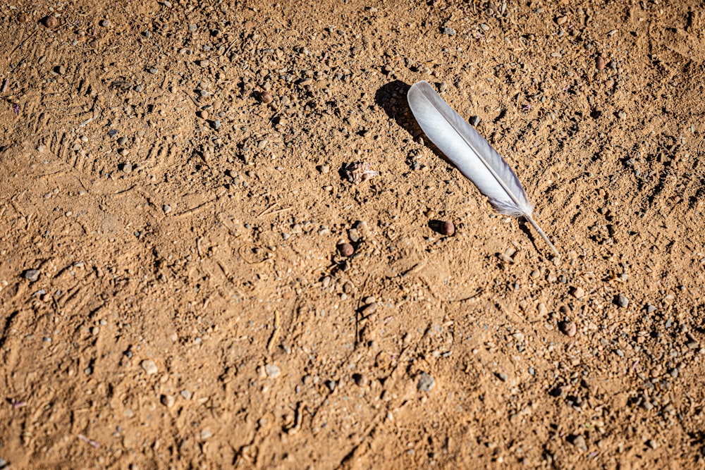 a feather laying on the ground in the dirt