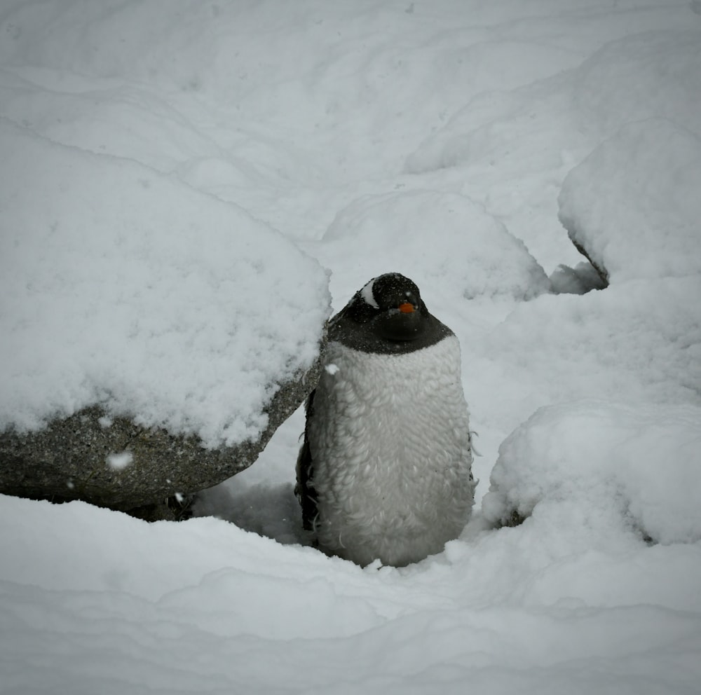 a penguin is standing in the deep snow