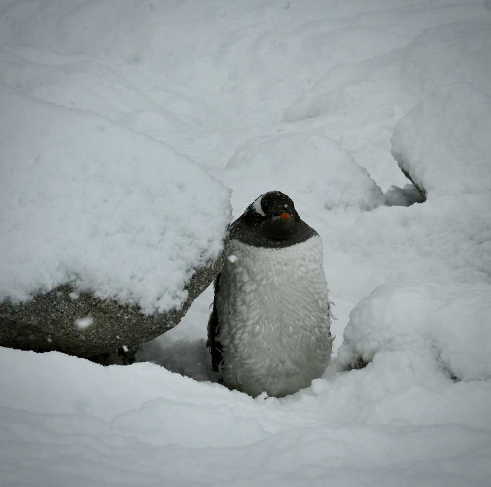 Ein Pinguin steht im Tiefschnee