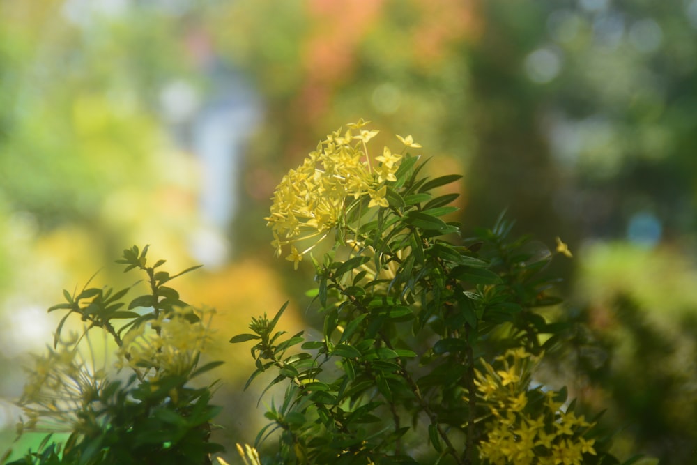 um close up de um arbusto com flores amarelas