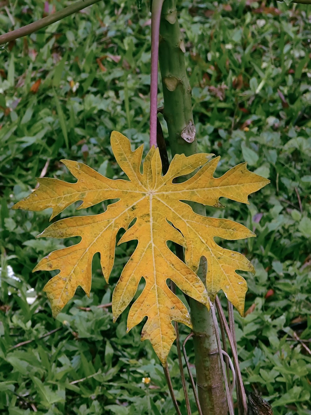 a yellow leaf is hanging from a tree