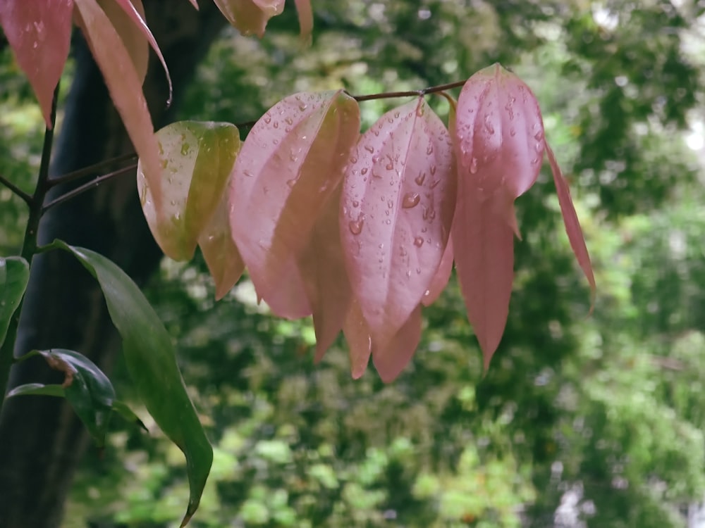 a close up of a pink leaf on a tree