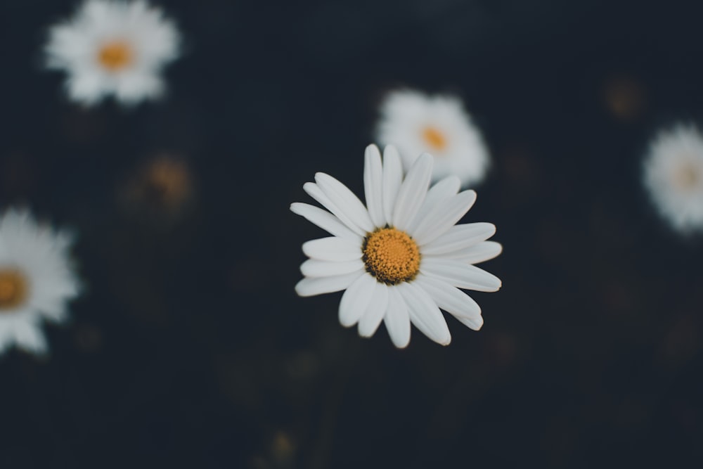 マルガリータの花の写真 Unsplashで無料写真をダウンロードする