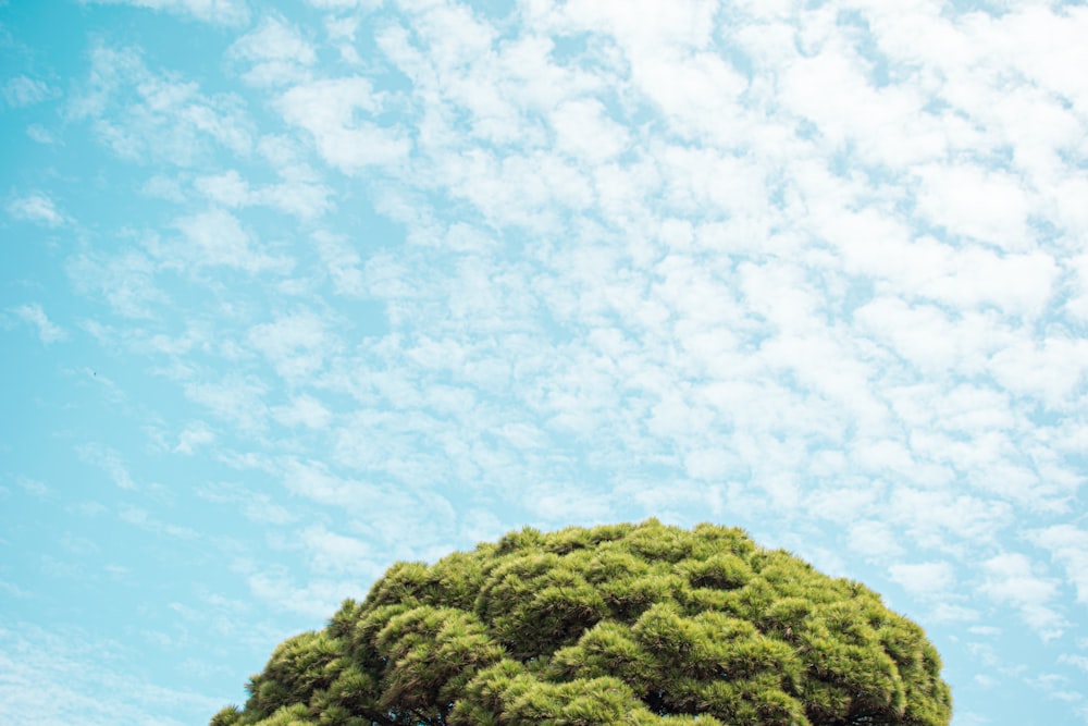un grand arbre vert assis sous un ciel bleu
