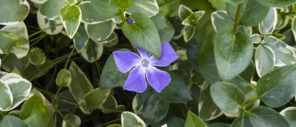 un fiore viola con foglie verdi sullo sfondo