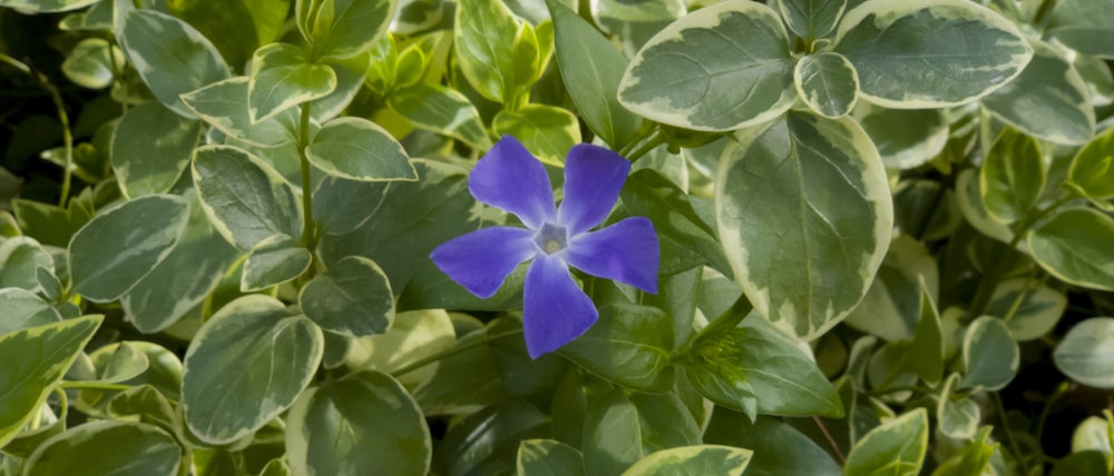 a blue flower surrounded by green leaves