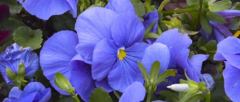 a bunch of blue flowers with green leaves