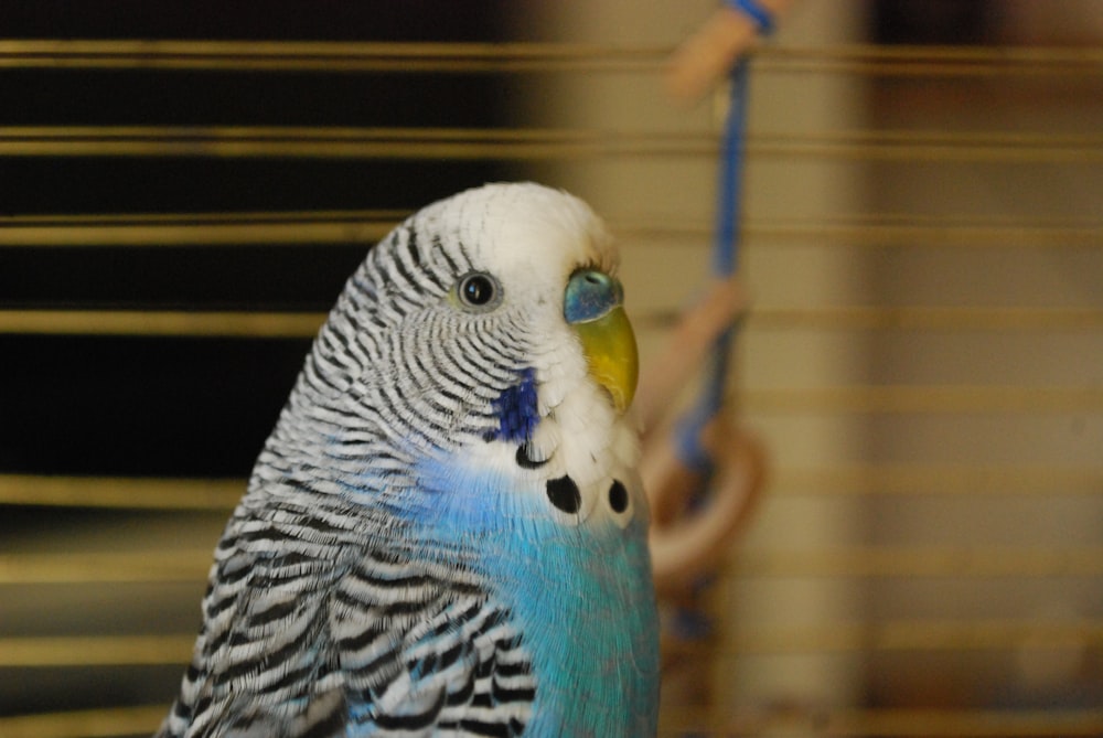 a close up of a bird on a perch