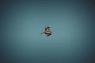 A vibrant image of a bird soaring in the sky, symbolizing freedom and travel.