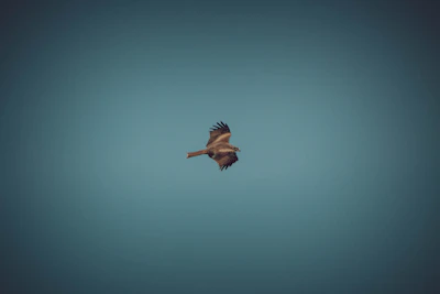 A vibrant image of a bird soaring in the sky, symbolizing freedom and travel.
