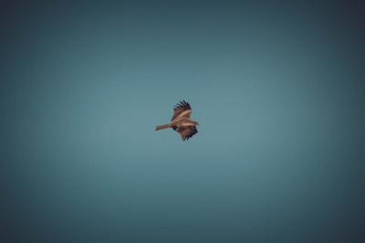 A lone bird is soaring against a clear, deep blue sky. The bird's wings are spread wide, displaying intricate feather patterns, and it is captured mid-flight, emphasizing grace and elegance. The image conveys a sense of freedom and tranquility.