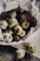 Close-up of a dozen speckled quail eggs nestled in straw.