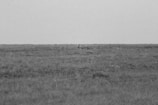 A vast grassy field stretches across the image, with a solitary animal, possibly a cheetah, sitting in the middle, blending with the texture of the landscape. The photograph is in black and white, creating a timeless, classic feel.