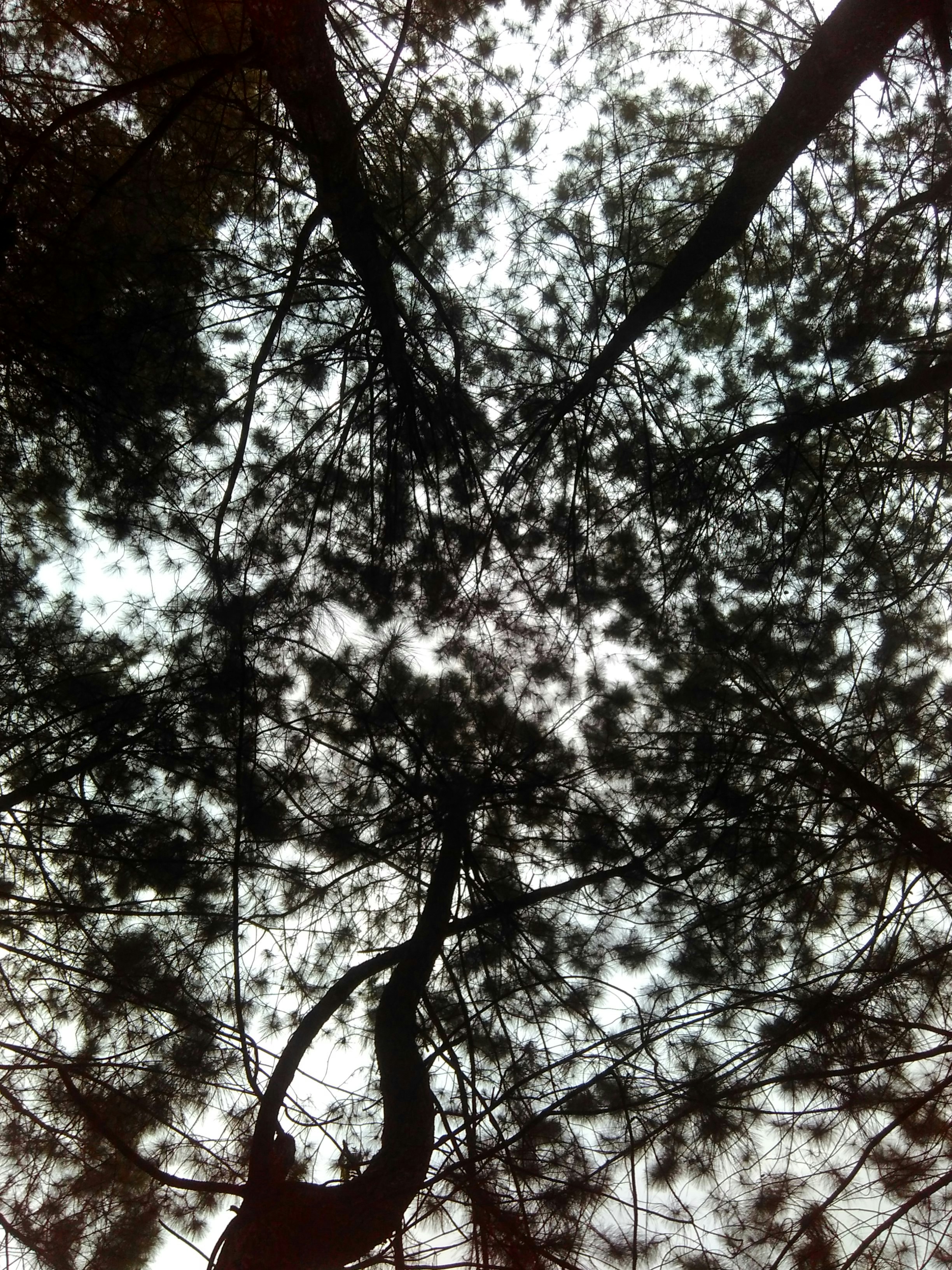 Guardando i rami di un pino