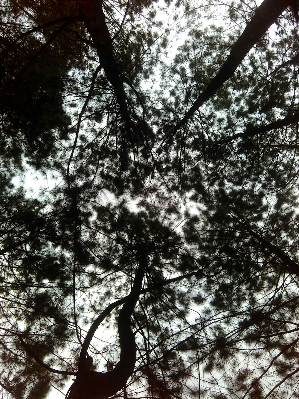 looking up at the branches of a pine tree