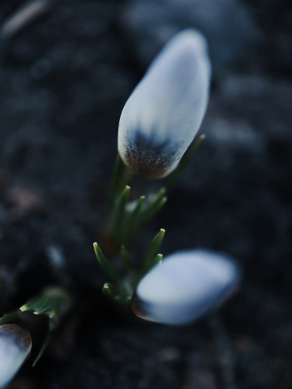 a close up of a flower on the ground