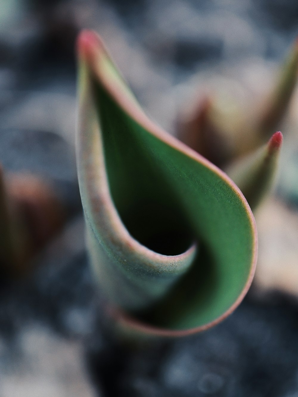 Un primo piano di una pianta con uno sfondo sfocato