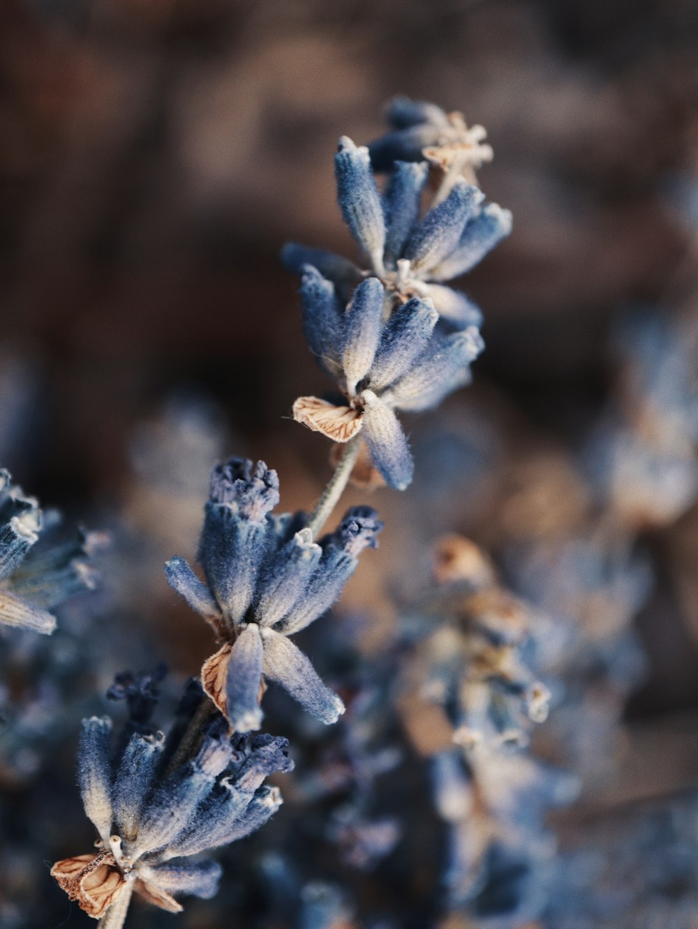 a close up of a bunch of blue flowers