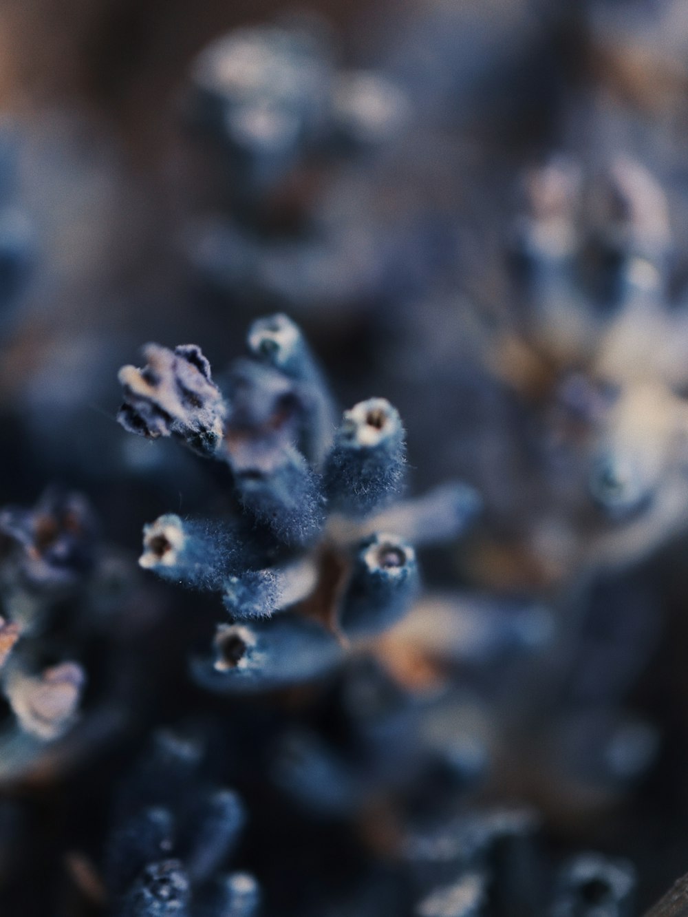 a close up of a bunch of blue flowers