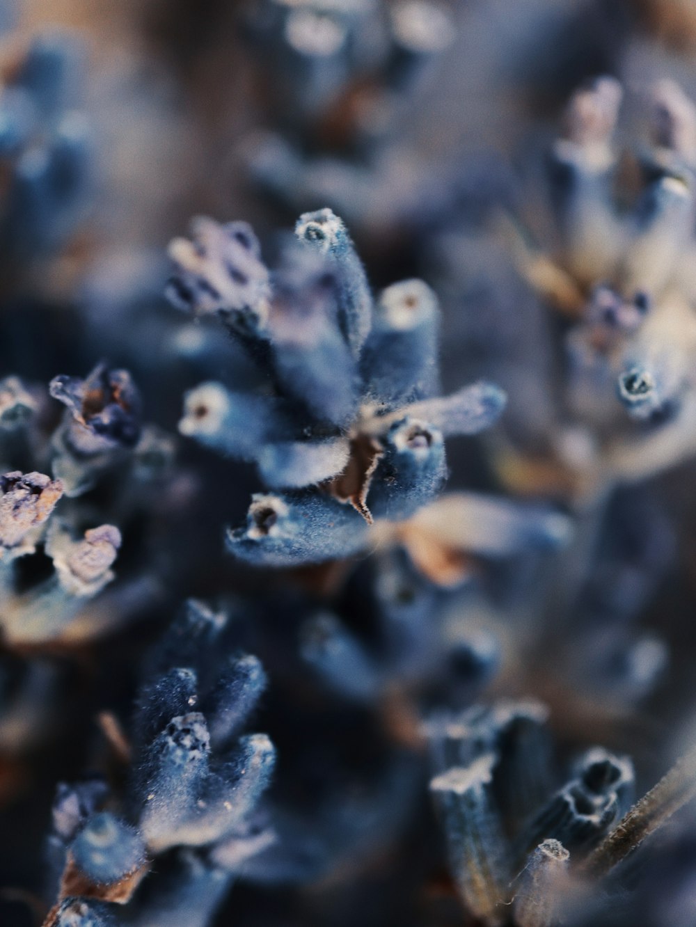 a close up of a bunch of blue flowers