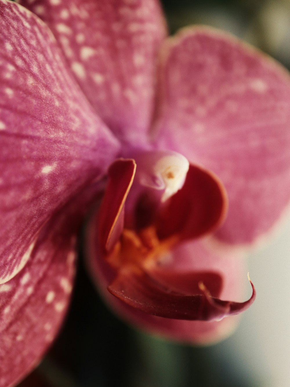 a close up of a pink flower with white spots