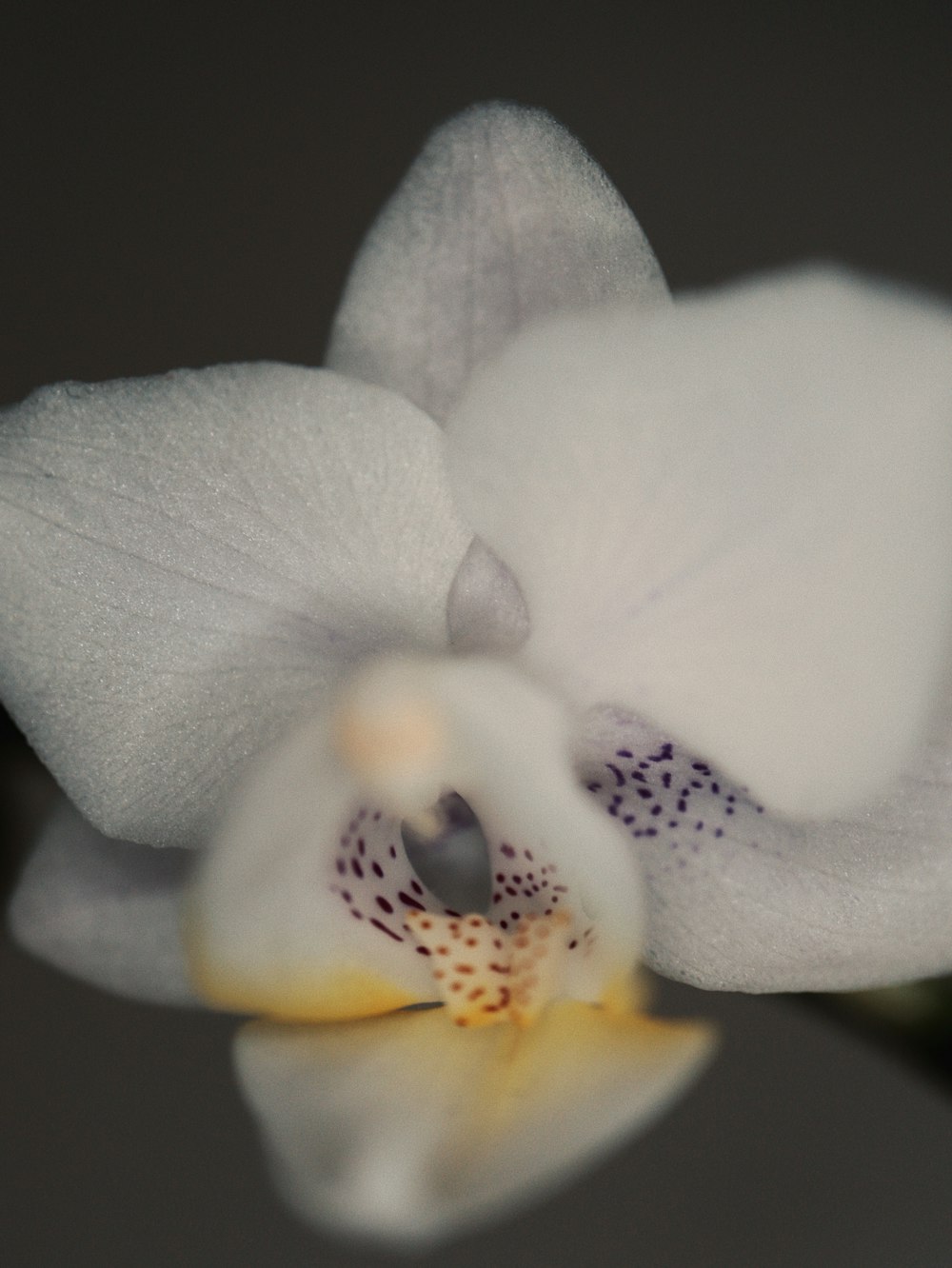 um close up de uma flor branca em uma mesa