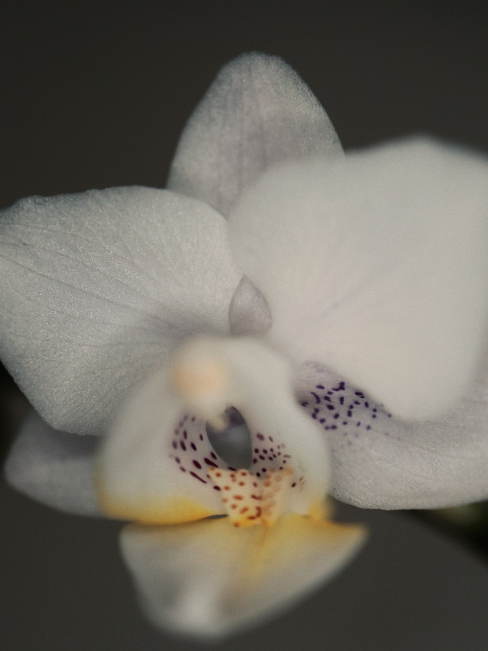 a close up of a white flower on a table