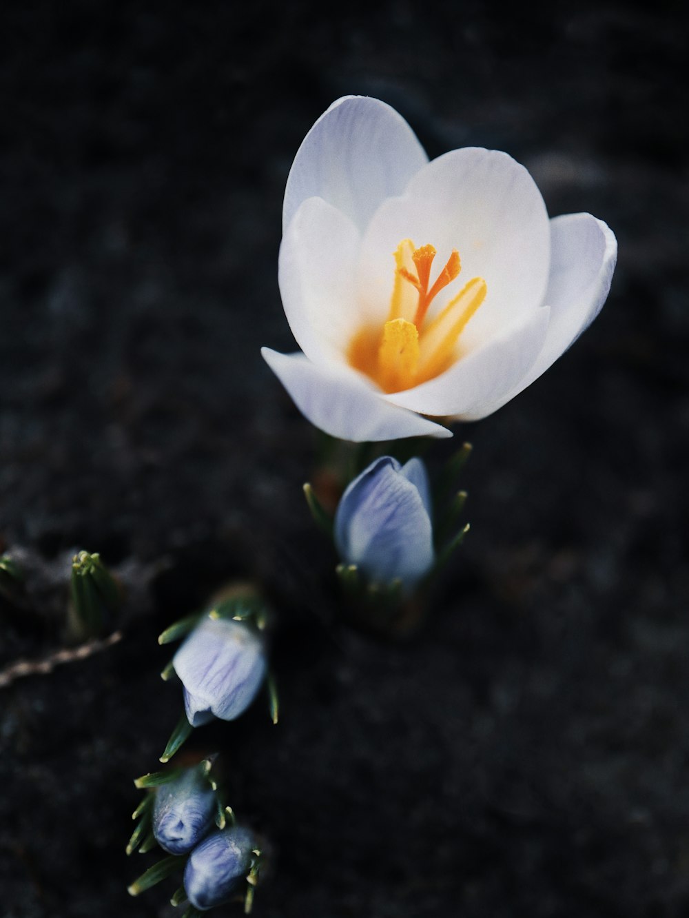 a single white flower with a yellow center