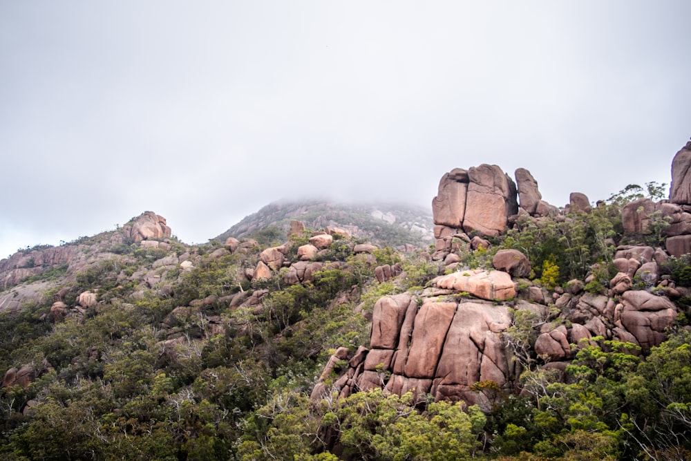 a group of rocks in the middle of a forest