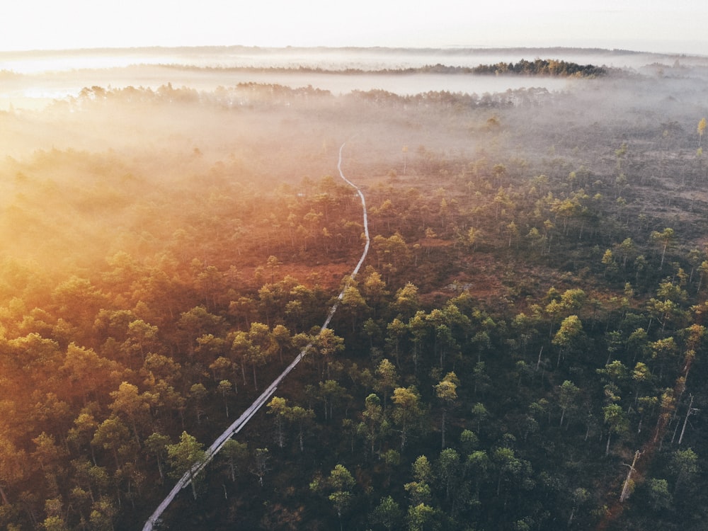 a road in the middle of a forest