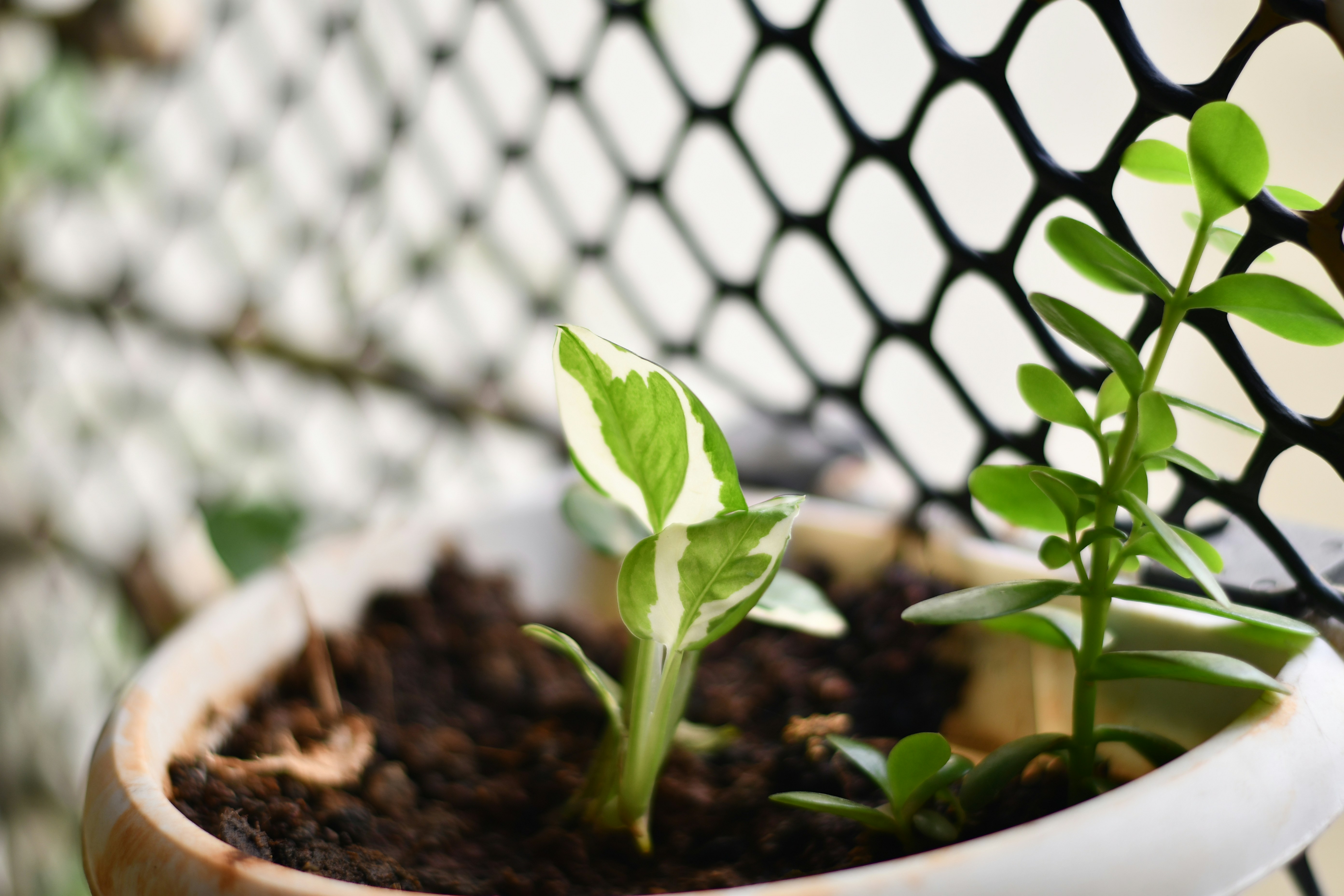 Photo by skypeople101