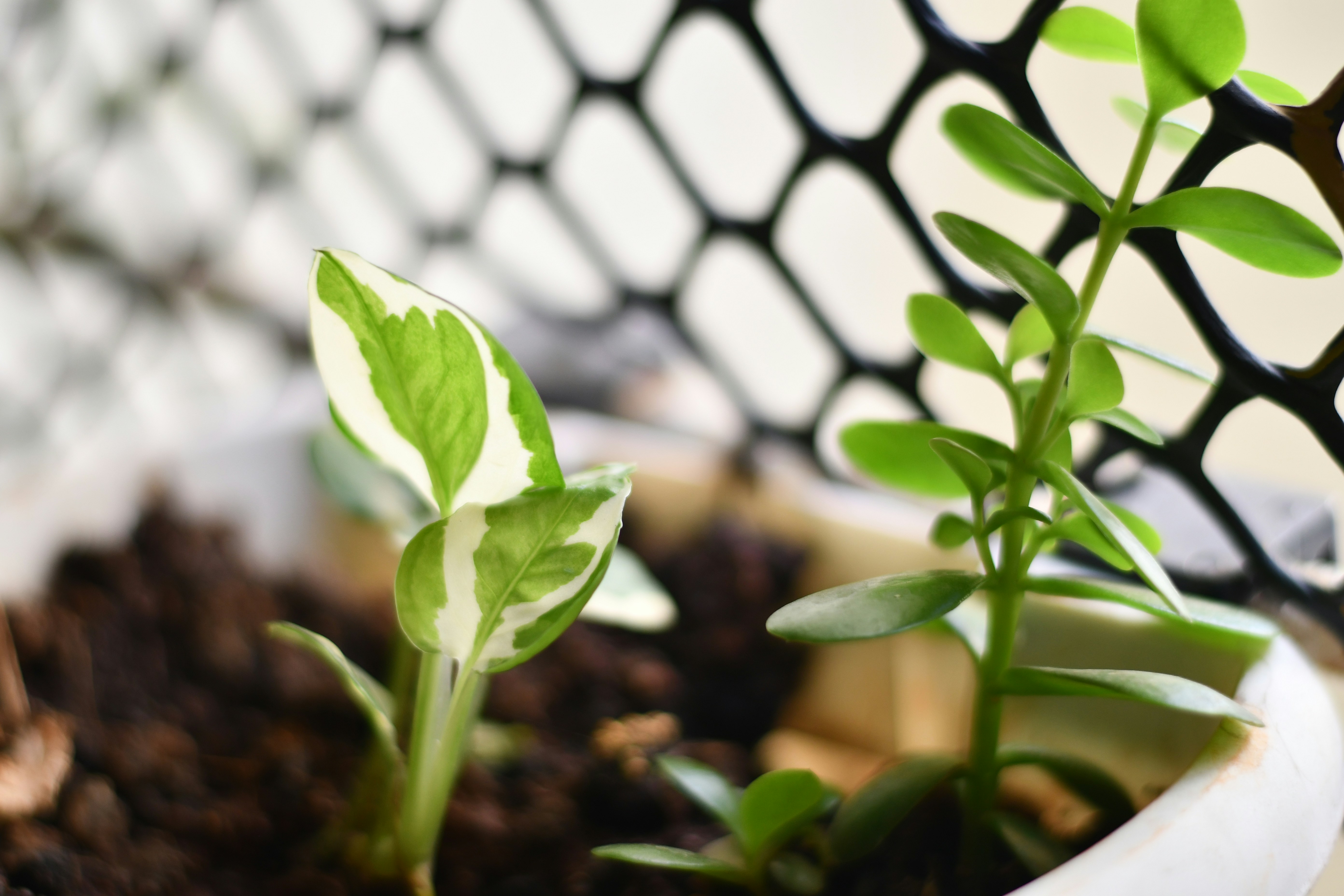 Photo by skypeople101