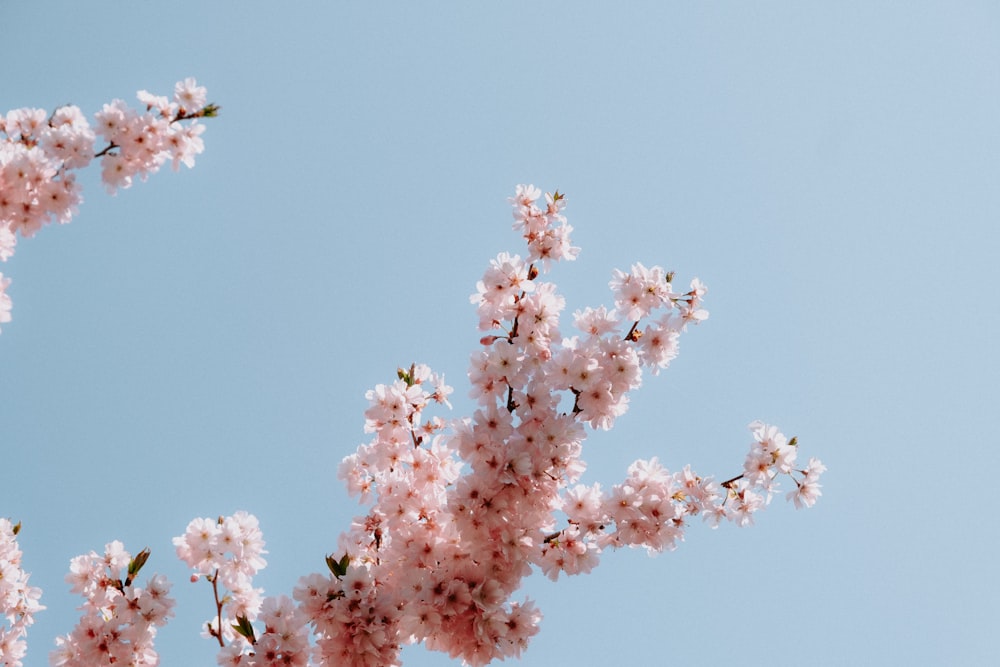 a branch of a blossoming cherry tree against a blue sky