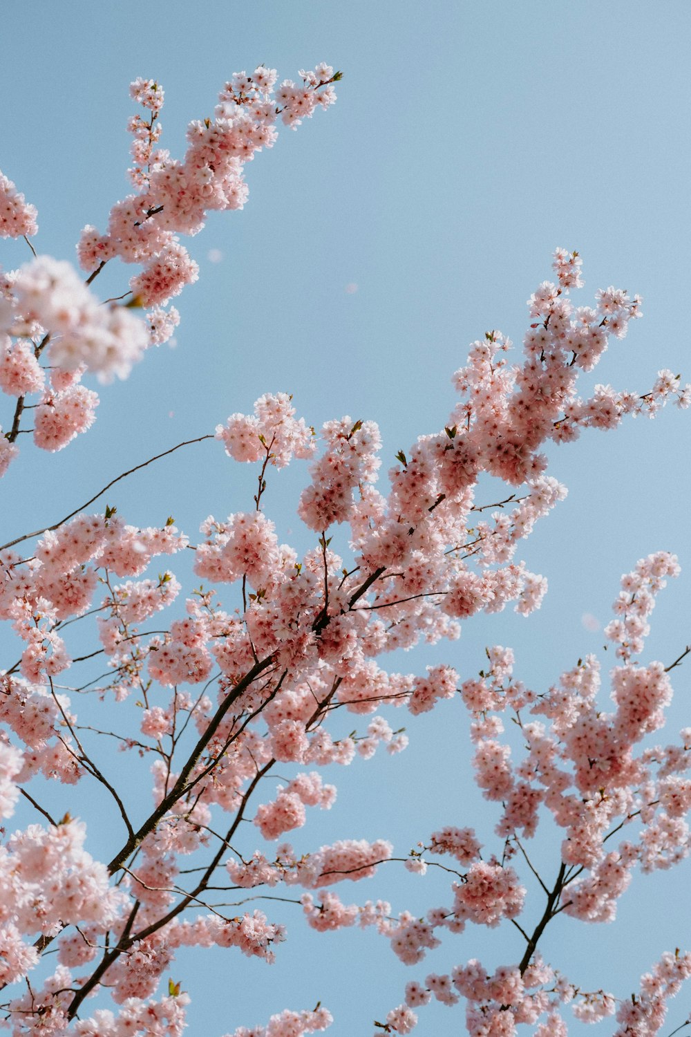 a bunch of pink flowers on a tree