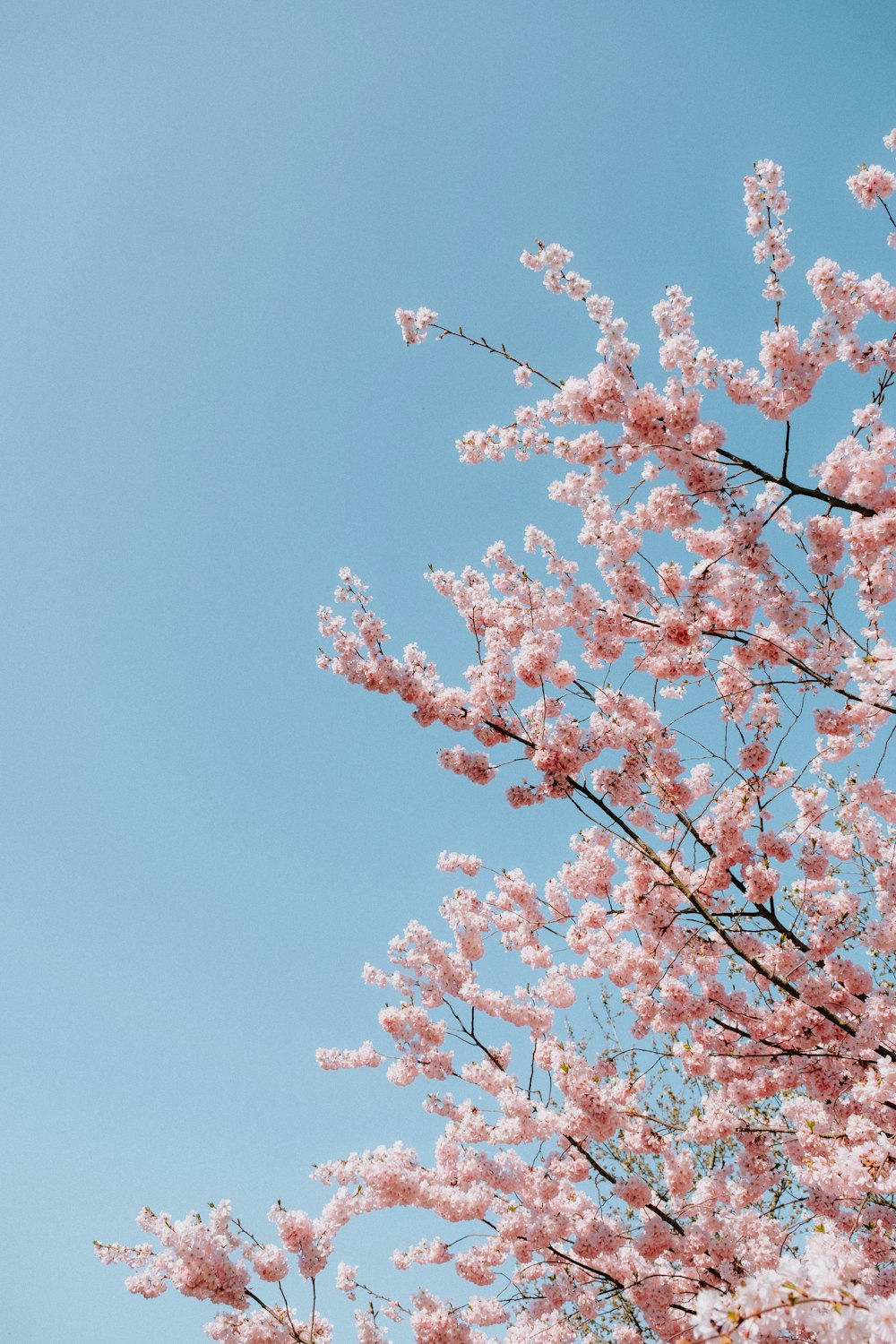 a pink flowered tree with a blue sky in the background