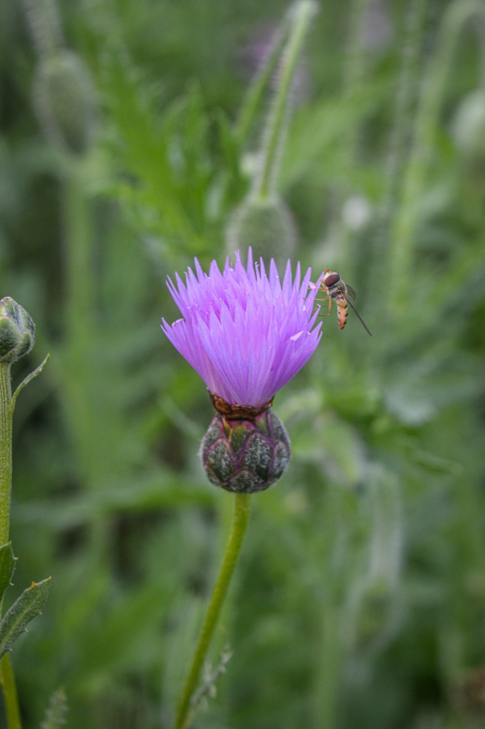 a purple flower with a bee on it