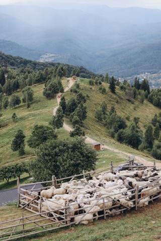 A scenic view of livestock pens located in Wadi Al-Rabee and Al-Zawiya, Libya.