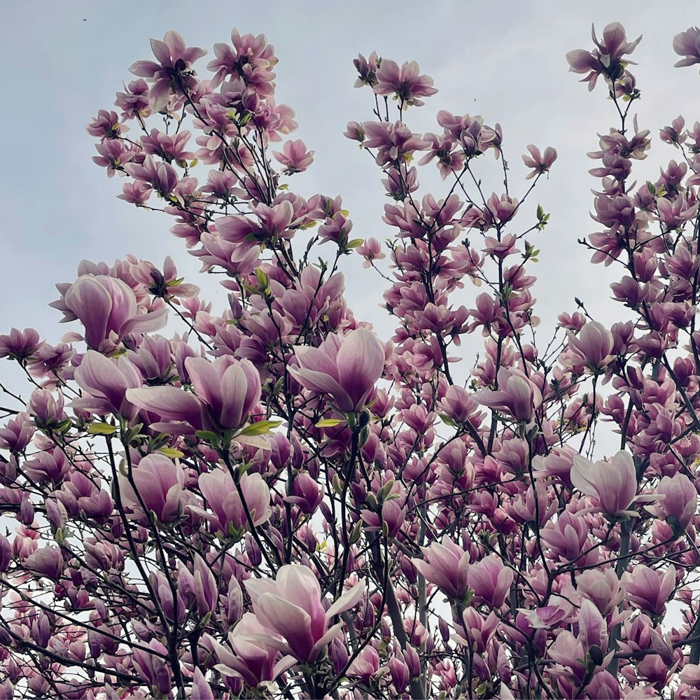 a tree with lots of purple flowers on it